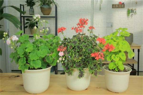 花卉种植与管理常识