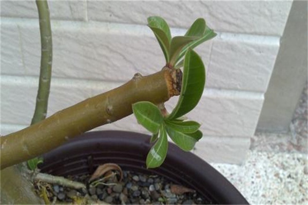 花卉种植