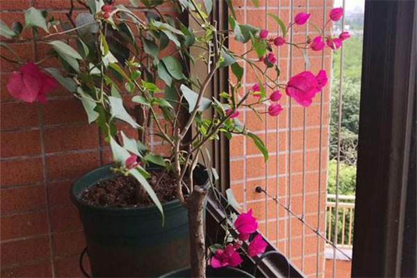 花卉种植与管理