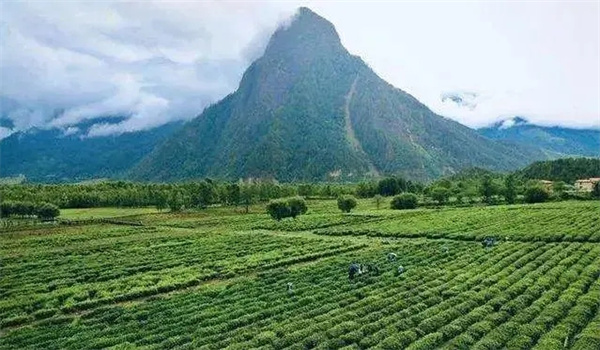 中国的种茶地点最北能到哪里