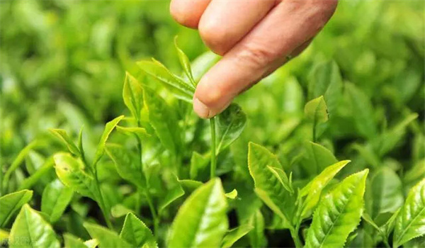 茶叶采摘越早越好吗