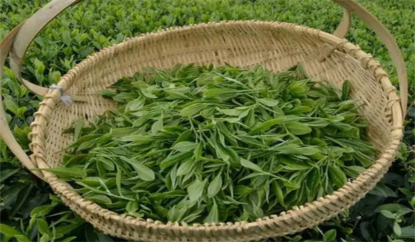 茶鲜叶一次采摘太少