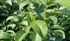 茶树树种包含哪些 茶树品种与茶叶品质有何关联
