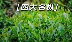 武夷岩茶四大名枞介绍