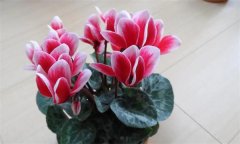 几种常见花卉的寓意及养护要点