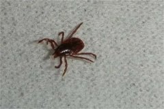 如何防治观赏鸟体外寄生虱子？