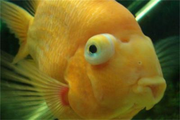 怎样治疗热带鱼突眼病