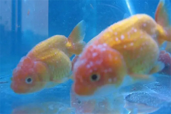 金鱼打粉病有什么症状