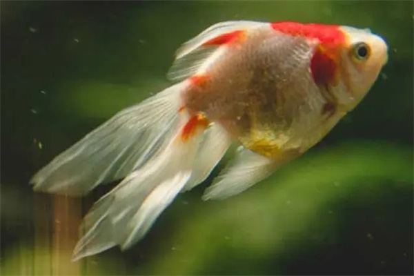 怎样治疗金鱼打粉病
