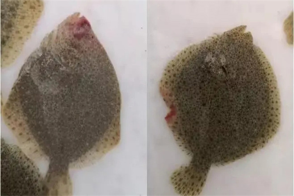 怎样治疗海水鱼盾纤虫病