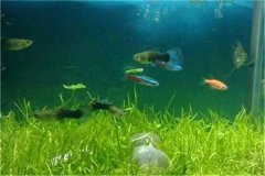 热带鱼饲养的环境条件与具体要求是什么？