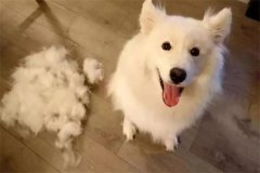 引起宠物犬脱毛的原因有哪些？