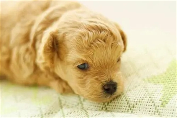 引起宠物犬呕吐的原因