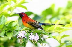 如何防治观赏鸟绦虫病、蛔虫病、球虫病？