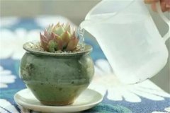 浇水是多肉成长的动力，如何判断多肉是否缺水
