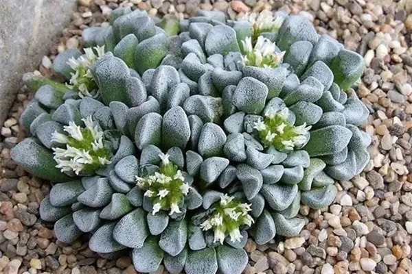 日照对多肉植物的作用