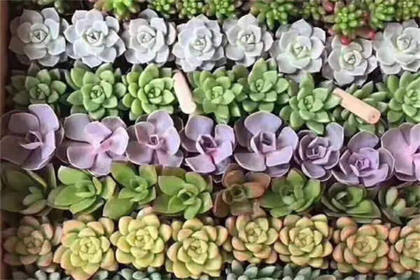 日照对多肉植物的作用2