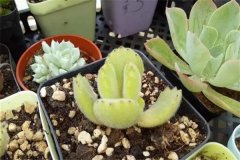 多肉植物的旱害、涝害、冷害和冻害问题