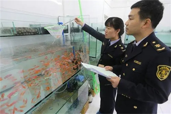 进出口观赏鱼为什么要严格检疫