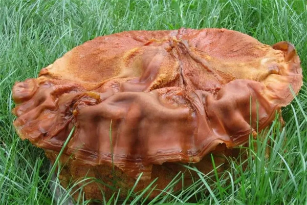 什么是肉灵芝