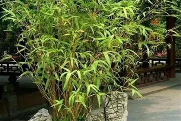 庭院中常见的观赏竹