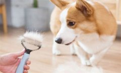 养狗的人家怎样清理家里的狗毛？
