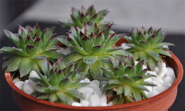 花卉种植