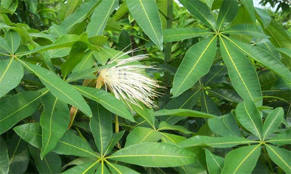 发财树的日常养护管理