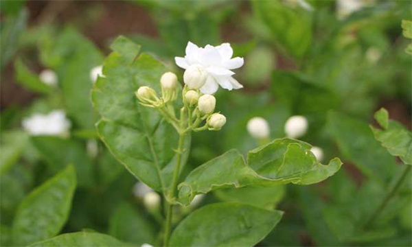 茉莉花的花期养护