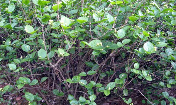 茉莉花的栽植方法