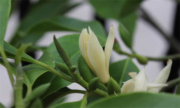 白兰花的生态习性