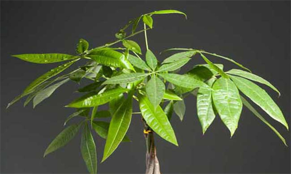 发财树的繁殖方法