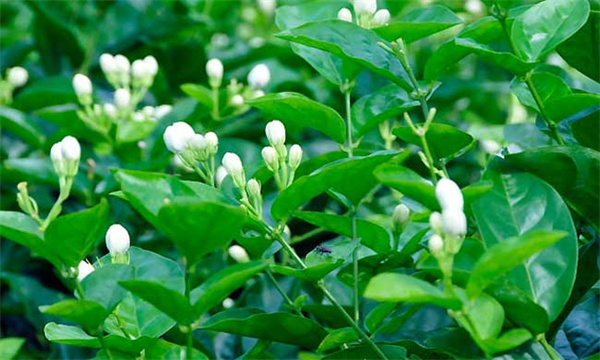 茉莉花的品种选择