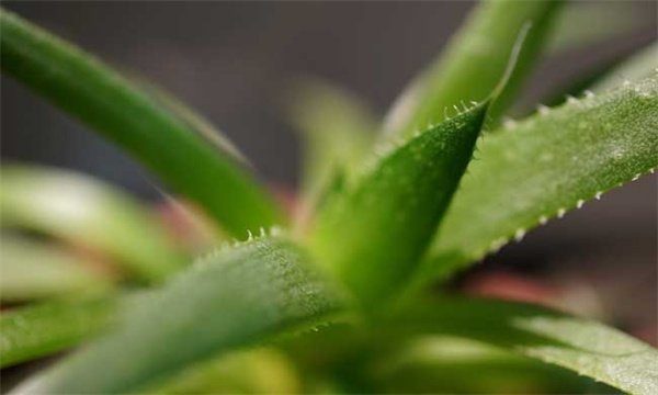 芦荟的栽培要点