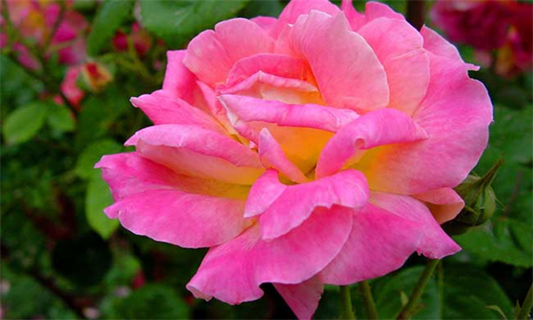 月季花的开花条件