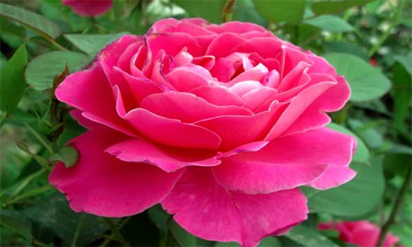 月季花的生长习性