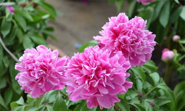 牡丹花的生物特性