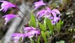 这些春节花卉花后处理后来年可继续开花