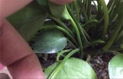 盆栽绿萝生小飞虫怎么办？