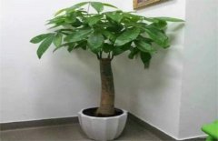 发财树冬天怎么养才能安全过冬？