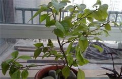 三角梅不开花怎么办，其原因是什么？