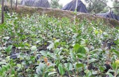 茶花的三种繁殖方法：播种、扦插与压条简介