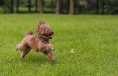 贵宾犬和泰迪犬的区别，贵宾犬怎么选购才好？