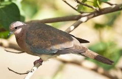 棕斑鸠是什么鸟类？