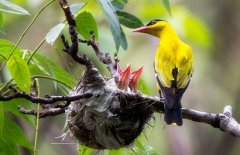 黄鹂鸟吃什么食物，黄鹂鸟的人工饲养方法