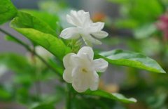 茉莉花对生态环境的要求和品种选择问题