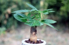 发财树的生态习性与种植、养护管理技术
