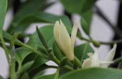 白兰花的生态习性与栽培管理方法