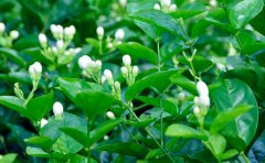 茉莉花的栽植要点与花期控制方法