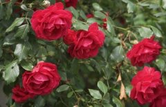 玫瑰花的三种繁殖方法简介